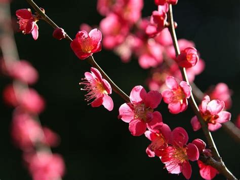 梅花風水|梅花花語和象徵意義